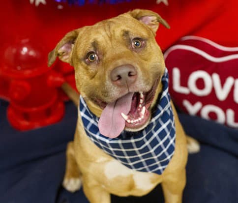 Mooney - Pit Bull Terrier