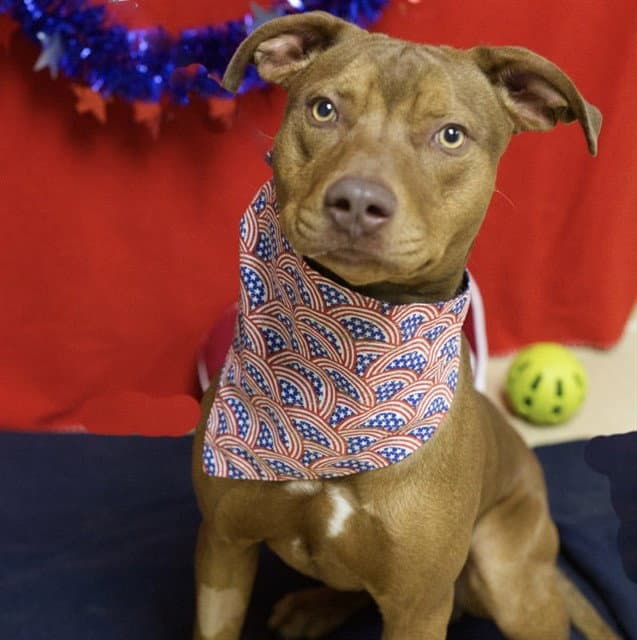 Tex - Pit Bull Terrier