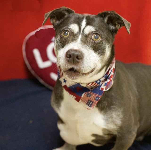 Bruce - American Pit Bull Terrier