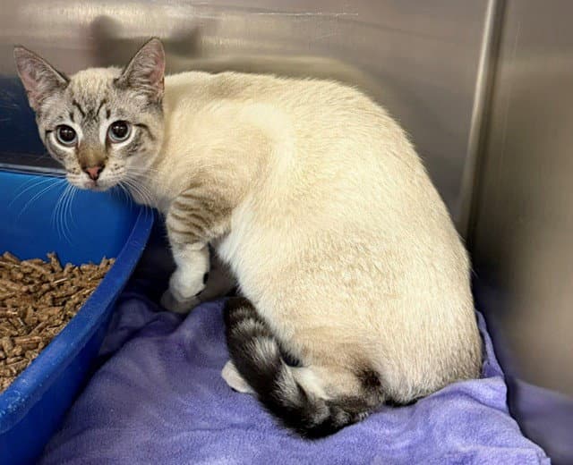Cookie - Domestic Short Hair