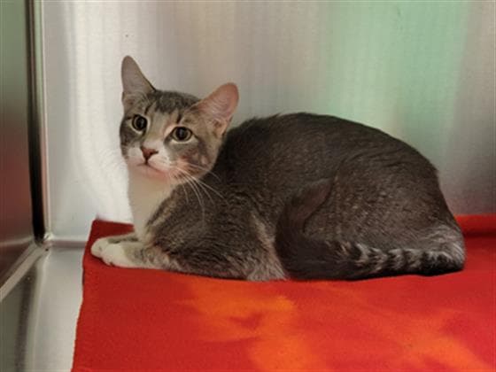 Usher - Domestic Short Hair