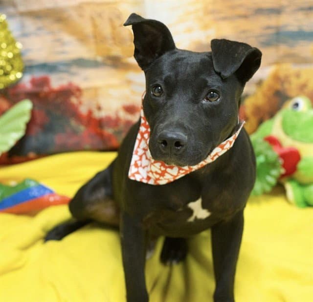 Smokey - Australian Cattle Dog/Blue Heeler