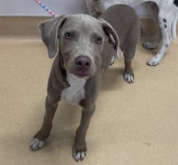 Marmaduke image 1
