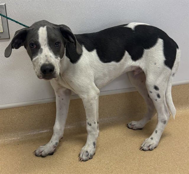 Lucky - Catahoula Leopard Dog