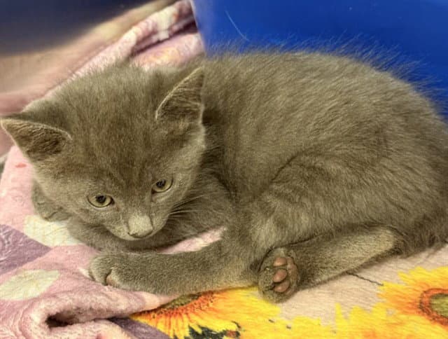 Delila - Domestic Short Hair