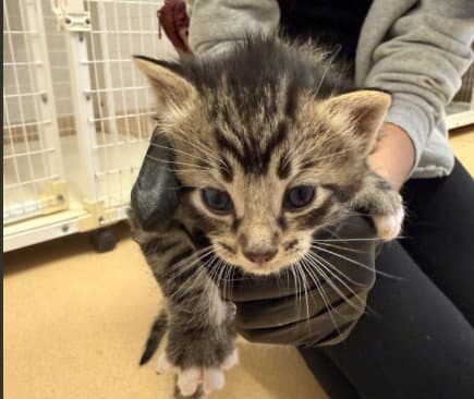 Ruffles - Domestic Short Hair