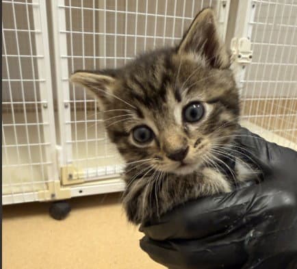 Topsy Turvy - Domestic Short Hair