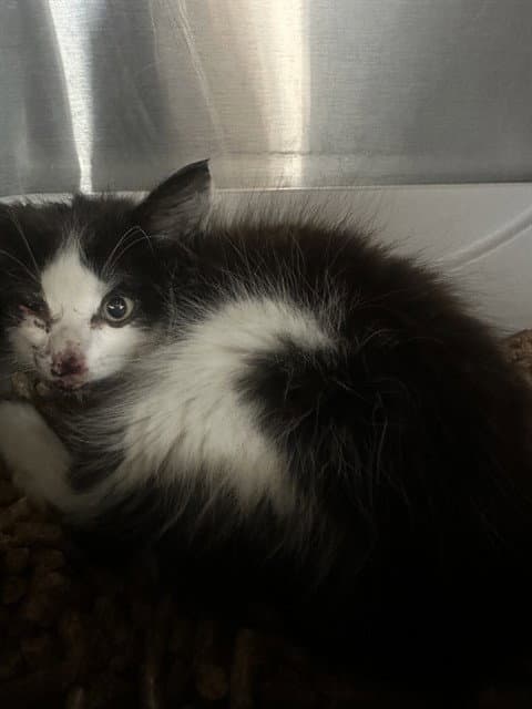 Winston - Domestic Medium Hair