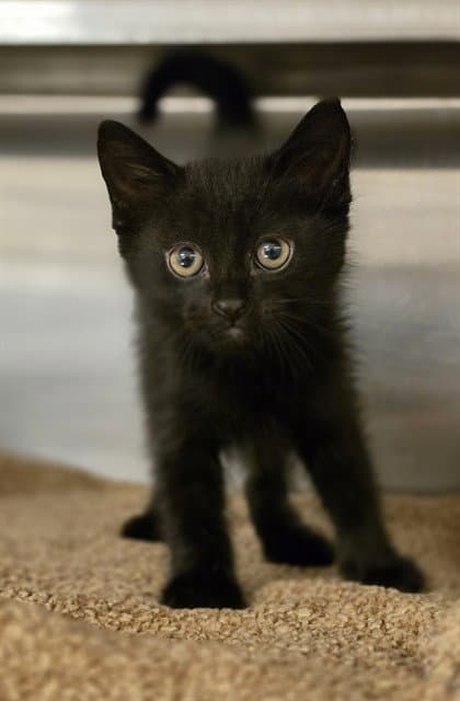 Willy - Domestic Short Hair