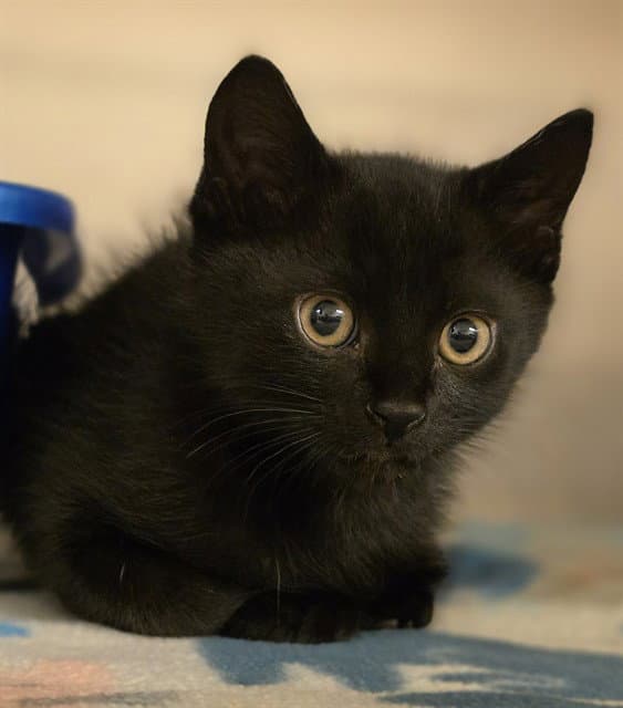 Wally - Domestic Short Hair
