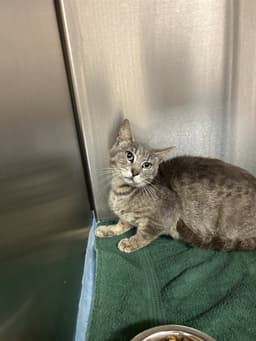 Tnr-Tina image 1