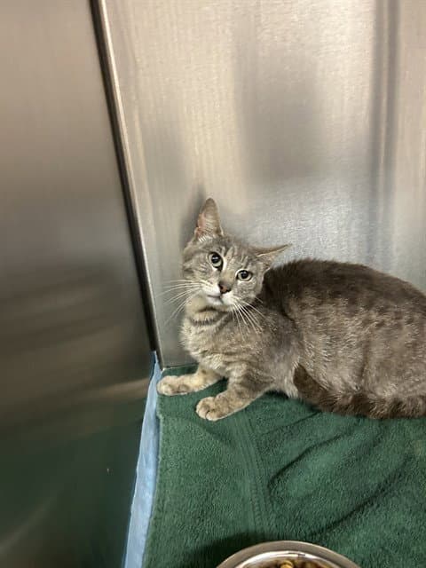 Tnr-Tina - Domestic Short Hair
