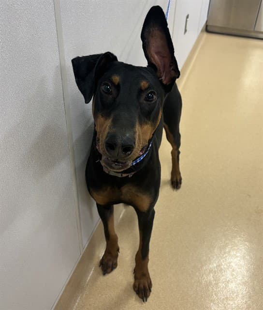 Murphy - Doberman Pinscher