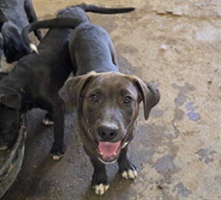 Pepper - Labrador Retriever