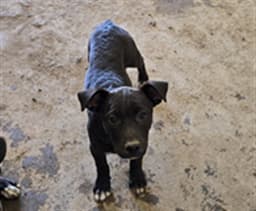 Pippa image 1