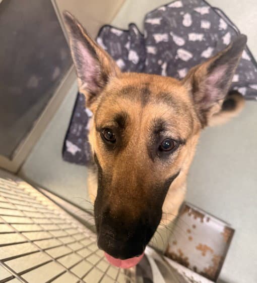 Maxine - German Shepherd Dog