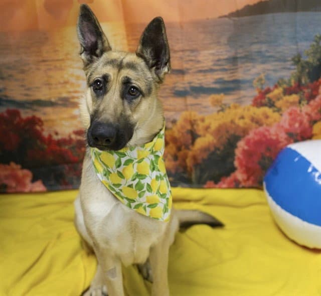 Maxine - German Shepherd Dog