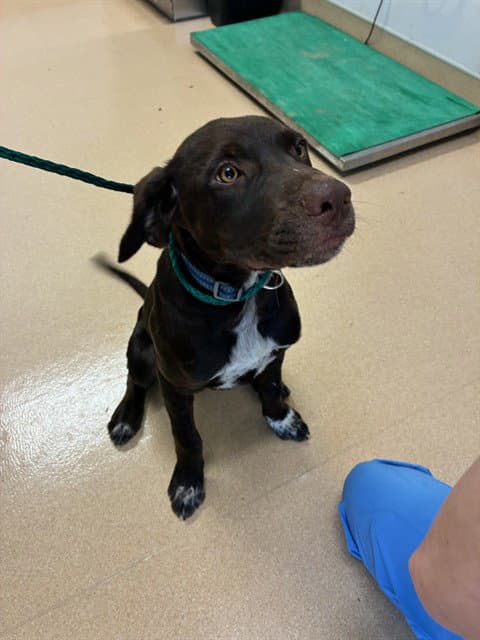 Frodo - German Shorthaired Pointer