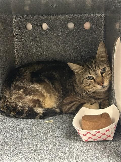 Garden-Sugar - Domestic Short Hair