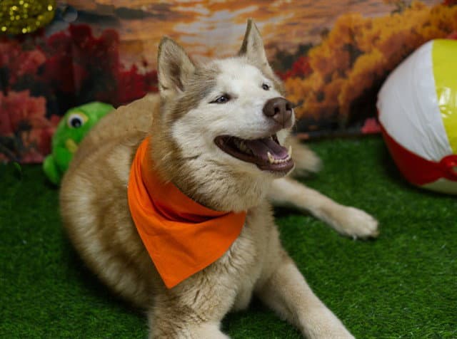 Lucky - Siberian Husky