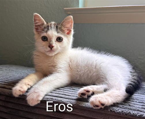 Eros - Domestic Short Hair