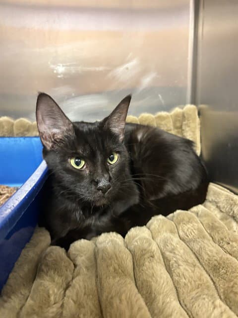 Lila - Domestic Short Hair