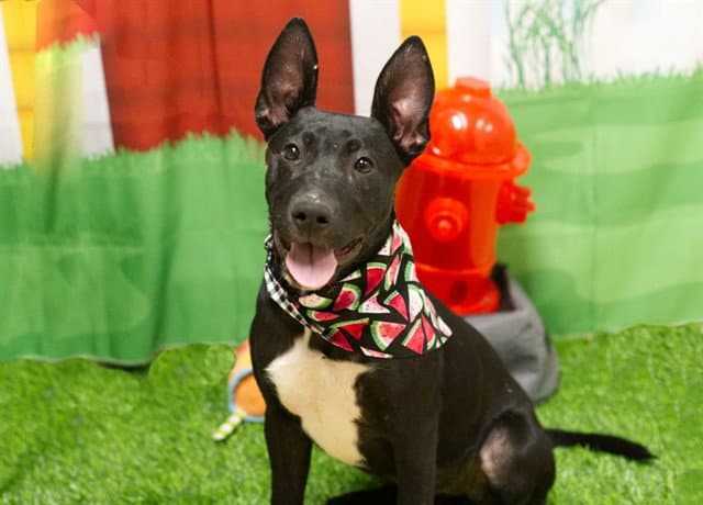 Certina - German Shepherd Dog