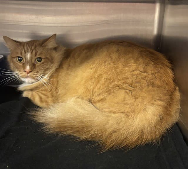 Pumpkin - Domestic Long Hair