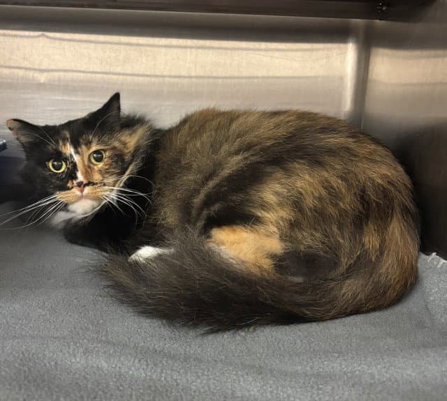 Kenzi - Domestic Medium Hair
