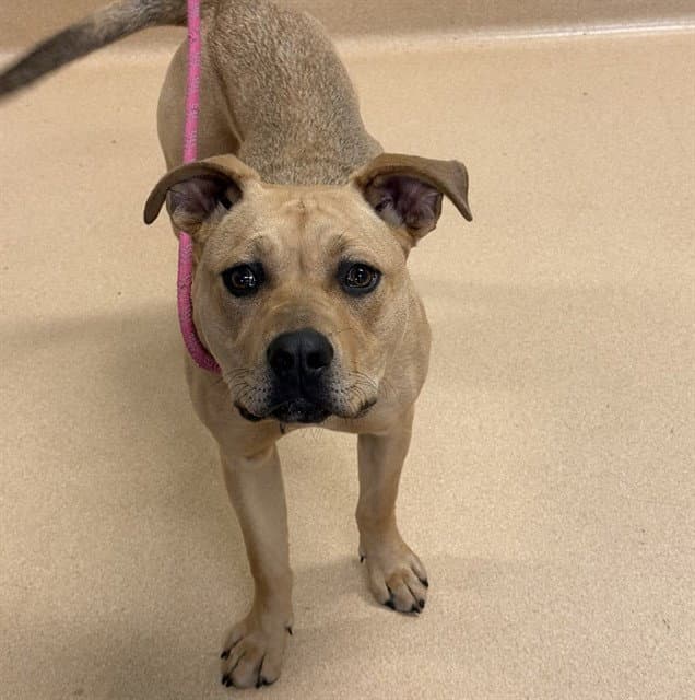 Cocoa - Pit Bull Terrier