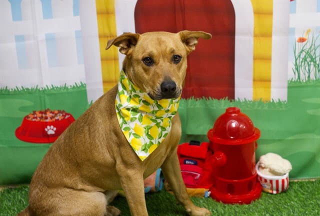 Luna - Pit Bull Terrier