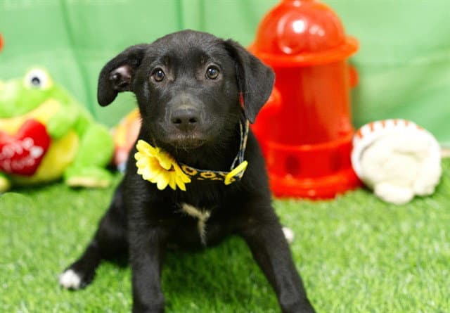 Claire - Australian Kelpie