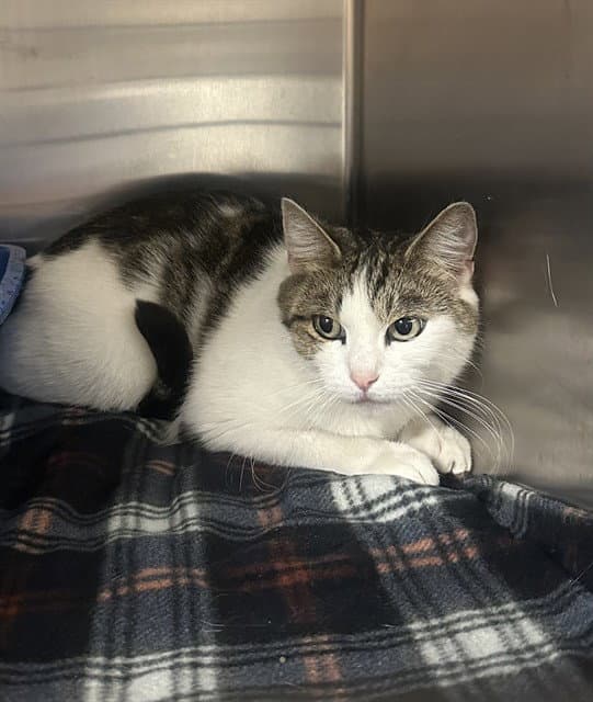 Biscuits - Domestic Short Hair