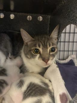 Tnr image 1