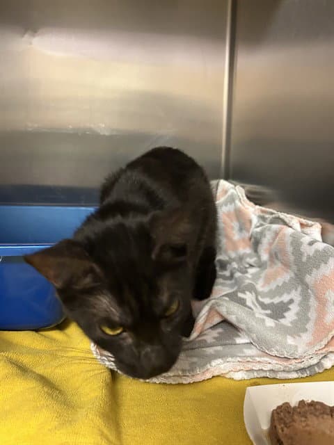 Lily - Domestic Short Hair