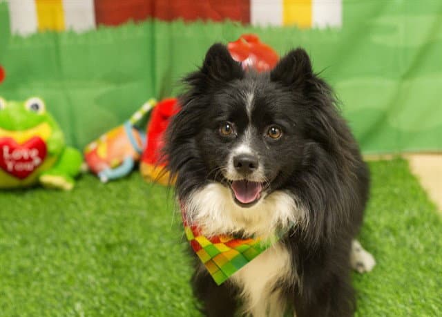 Pepe - Pomeranian