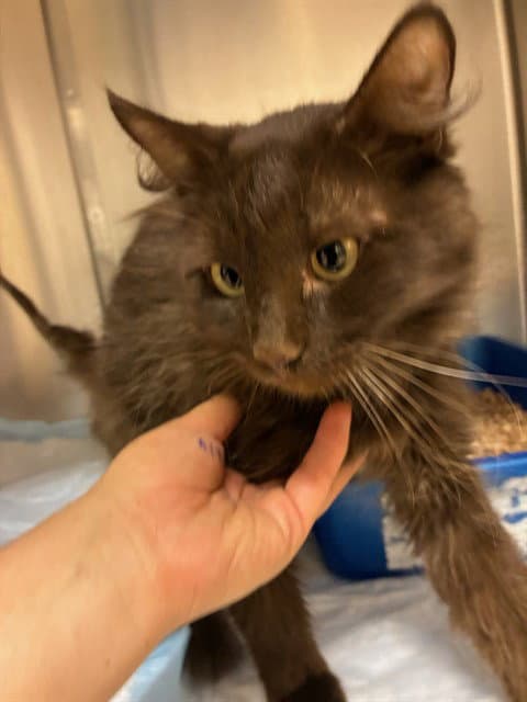 Rolo - Domestic Medium Hair