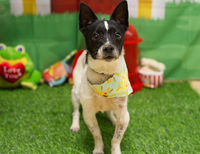 Hiera - Rat Terrier