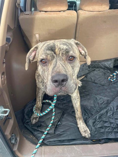 Baxley - Mastiff
