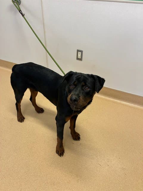 Remy - Rottweiler