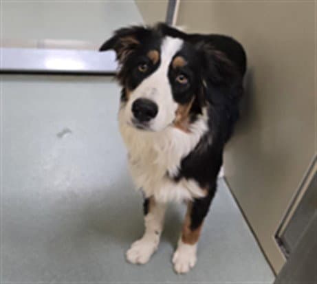 Koa - Australian Shepherd