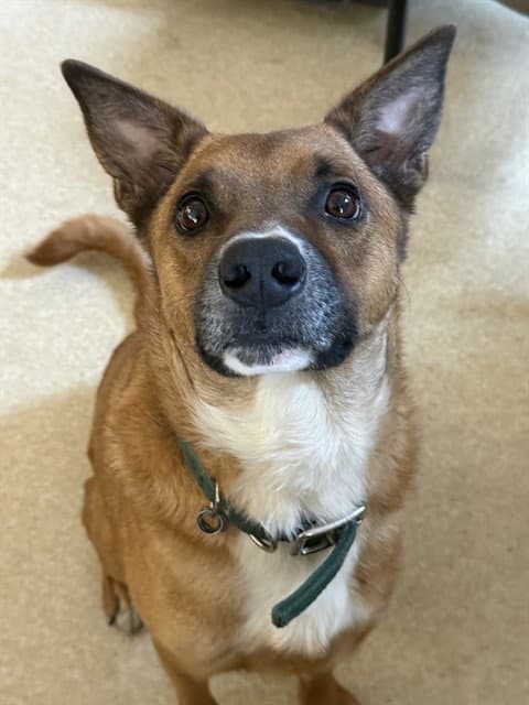 Bandicoot - German Shepherd Dog