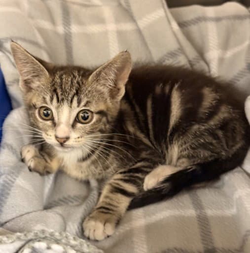 Rika - Domestic Short Hair