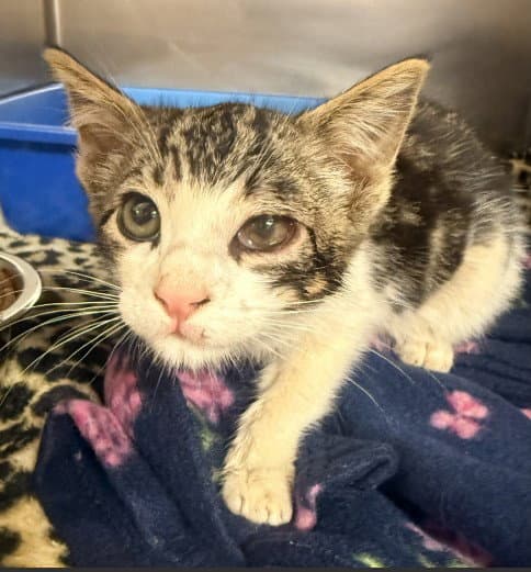 Donnie - Domestic Short Hair