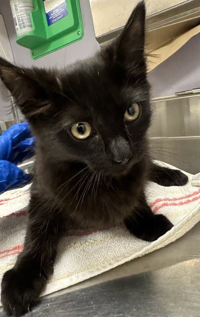 Tess - Domestic Short Hair