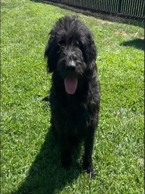 Rufus - Poodle (Standard)