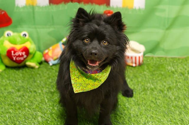 Bob Marley - Pomeranian