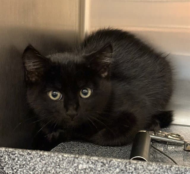 Pepper - Domestic Short Hair