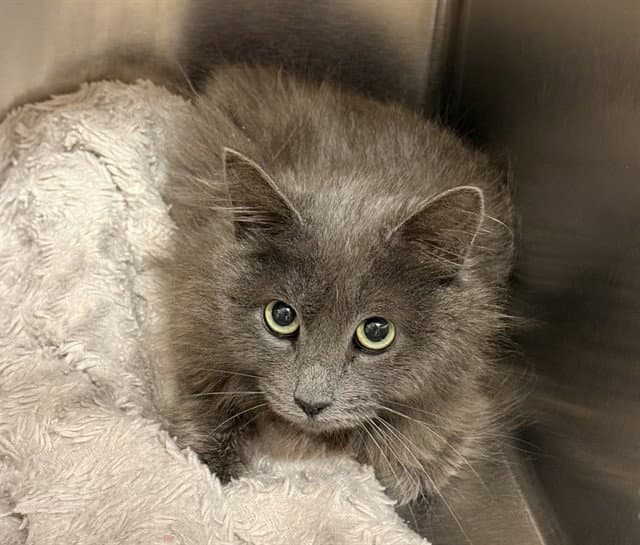 Cinder - Domestic Medium Hair