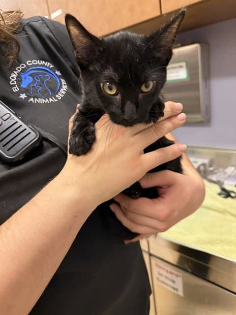 Draco - Domestic Medium Hair